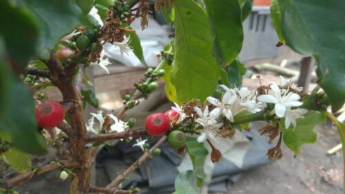 Arabian coffee (Coffea arabica)
