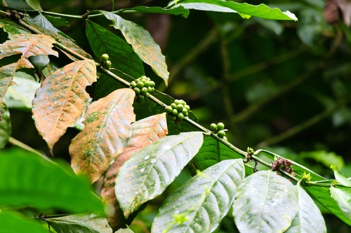 Arabian coffee (Coffea arabica)