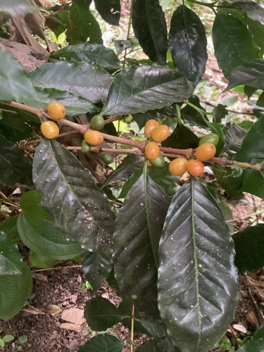 Arabian coffee (Coffea arabica)