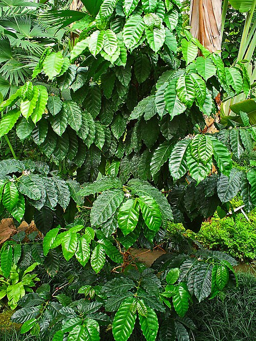 Arabian coffee: Coffea arabica , Rubiaceae, Arabica Coffee, Mountain Coffee, habitus; Botanical Garden KIT, Karlsruhe, Germany. The unroasted dried beans are used in homeopathy
