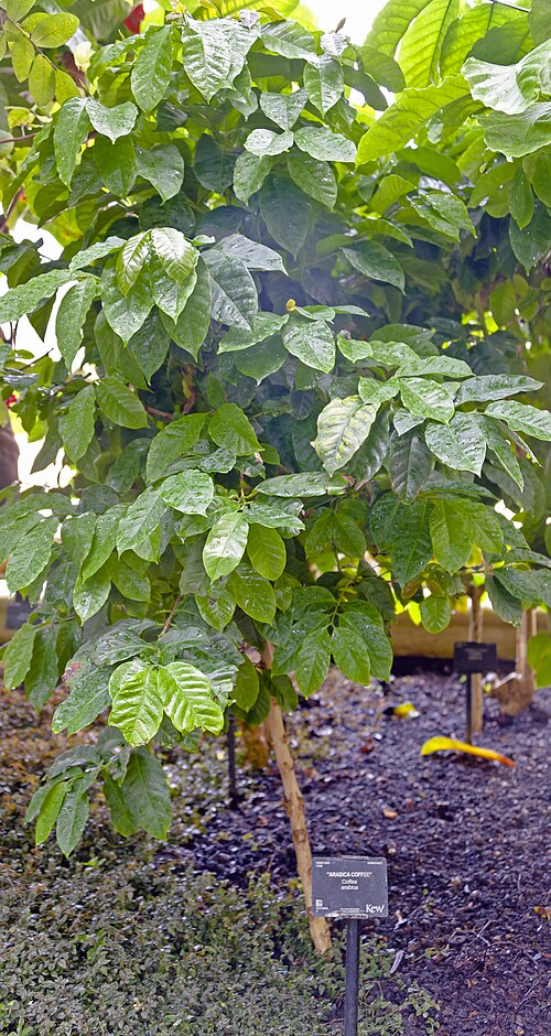 Arabian coffee: Arabica coffee plant in the Palm House at Kew Gardens