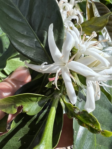 Arabian coffee (Coffea arabica)