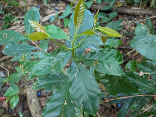 Arabian coffee (Coffea arabica)