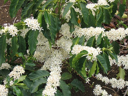 Arabian coffee: Coffee Flowers in Plantation of Brazil