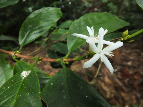Arabian coffee (Coffea arabica)