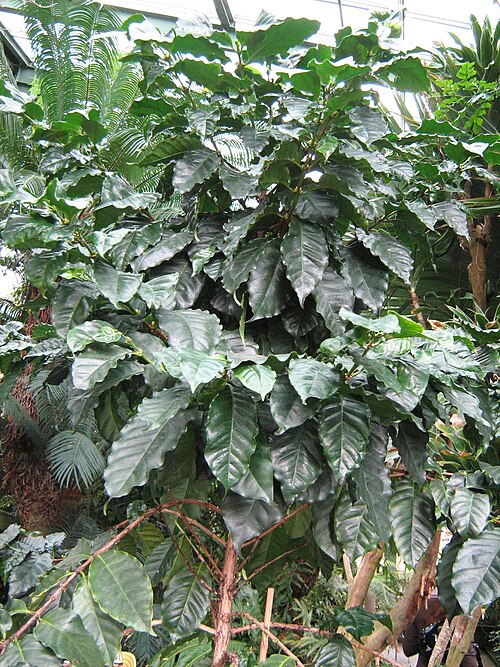 Arabian coffee: Coffea arabica , Berne, botanic garden