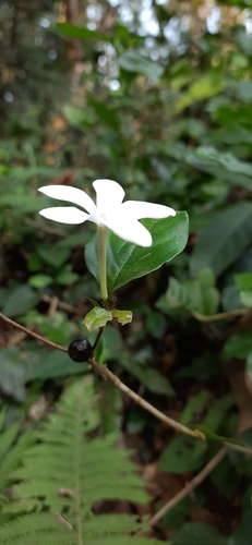 Bengal coffee (Coffea benghalensis)