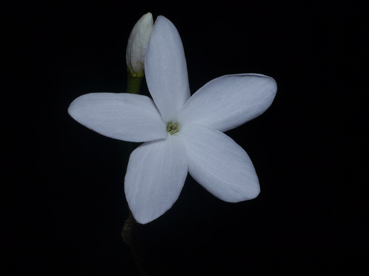 Bengal coffee: Flower of Coffea benghalensis photographed in Buxa Tiger Reserve
