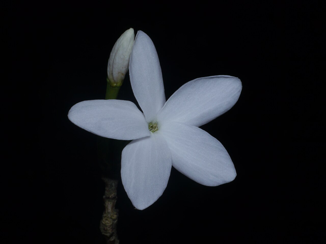Bengal coffee: Flower of Coffea benghalensis photographed in Buxa Tiger Reserve