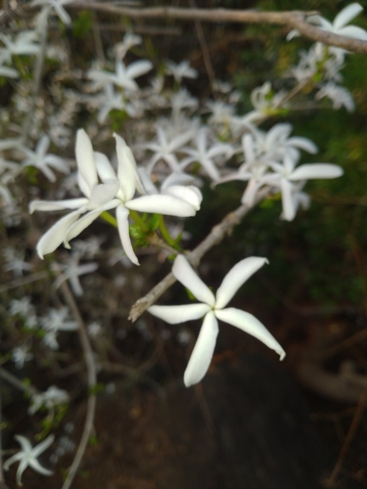 Bengal coffee: Coffea benghalensis