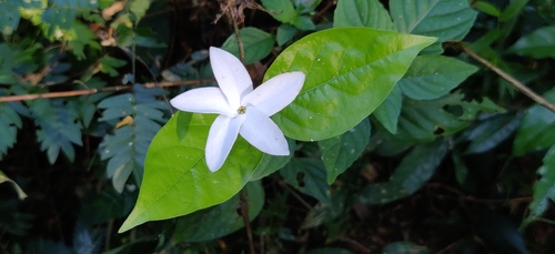 Bengal coffee (Coffea benghalensis)