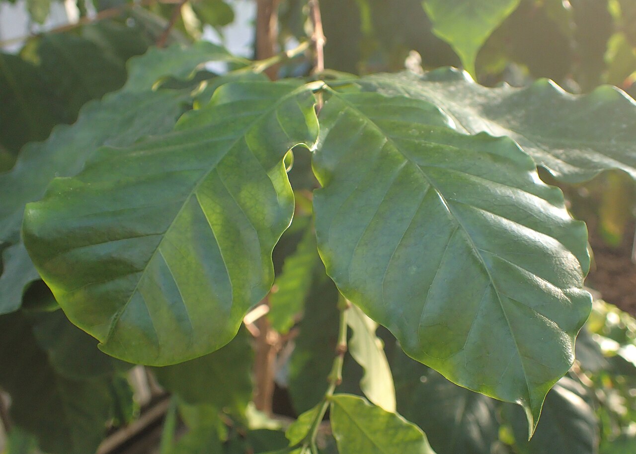 Bengal coffee: Coffea benghalensis in the Botanischer Garten, Berlin-Dahlem