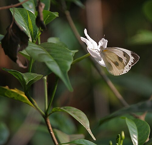 Bengal coffee: Indian Cabbage White Pieris canidia at Jayanti in Buxa Tiger Reserve in Jalpaiguri district of West Bengal , India .