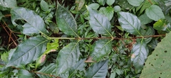 Bengal coffee (Coffea benghalensis)