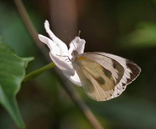 Bengal coffee: Indian Cabbage White Pieris canidia at Jayanti in Buxa Tiger Reserve in Jalpaiguri district of West Bengal , India .