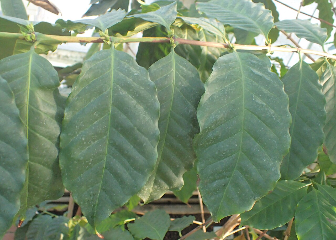 Bengal coffee: Coffea benghalensis in the Botanischer Garten, Berlin-Dahlem