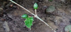 Bengal coffee (Coffea benghalensis)