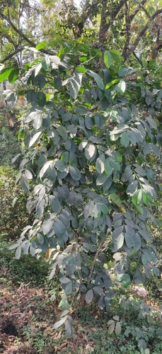 Robusta coffee (Coffea canephora)
