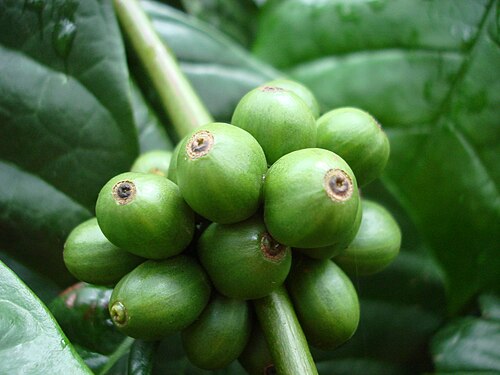Robusta coffee: Unripe berries of the species Coffea canephora .