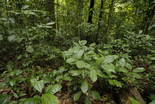 Robusta coffee (Coffea canephora)