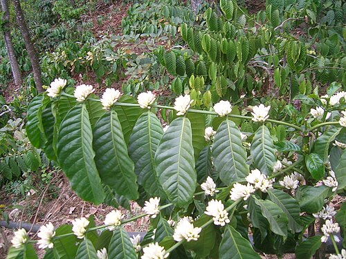 Robusta coffee: Coffee flowers( Coffea canephora (syn. Coffea robusta ) ?) from Chikmagalur, India