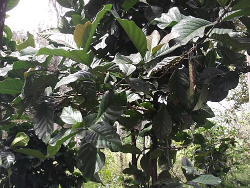 Robusta coffee: Evergreen tree habit,white flower,brownish-red berries.