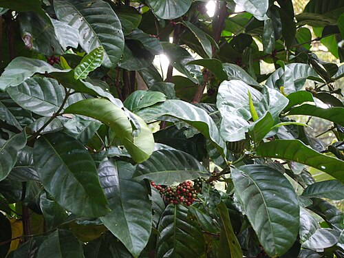 Robusta coffee: Rubiaceae (madder, bedstraw, or coffee family) » Coffea liberica KOFF-ee-uh -- from Turkish kahve , in turn from Arabic qahwa ly-BER-ee-kuh -- of or from Liberi