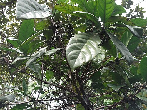 Robusta coffee: Evergreen tree habit,white flower,brownish-red berries.