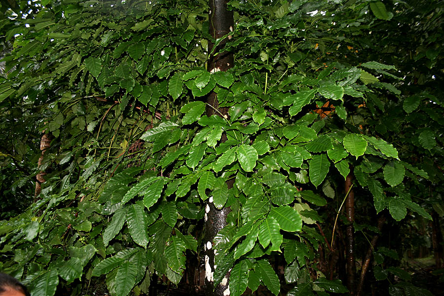 Robusta coffee: Robusta Coffee plant Coffea canephora in Goa , India .