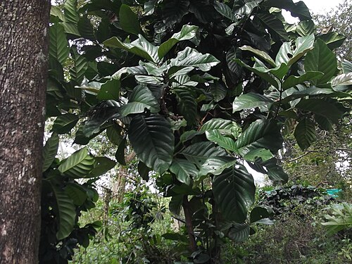 Robusta coffee: Evergreen tree habit,white flower,brownish-red berries.
