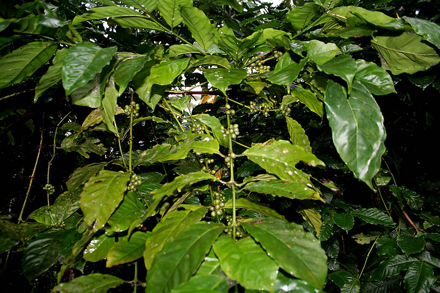 Robusta coffee: Robusta Coffee plant Coffea canephora in Goa , India .