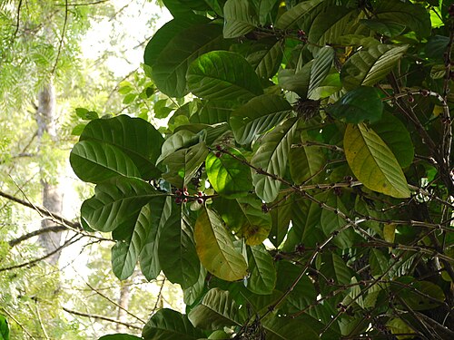 Liberian coffee: Rubiaceae (madder, bedstraw, or coffee family) » Coffea liberica KOFF-ee-uh -- from Turkish kahve , in turn from Arabic qahwa ly-BER-ee-kuh -- of or from Liberi