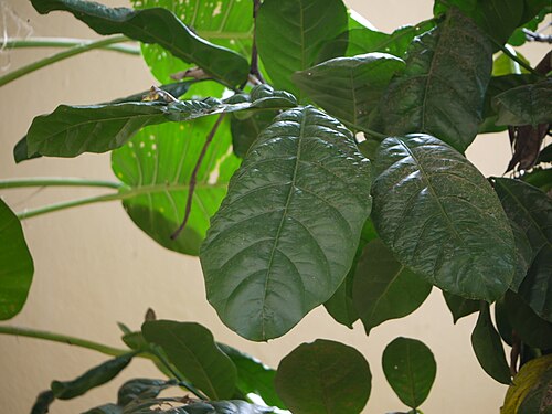 Liberian coffee: Rubiaceae (madder, bedstraw, or coffee family) » Coffea liberica KOFF-ee-uh -- from Turkish kahve , in turn from Arabic qahwa ly-BER-ee-kuh -- of or from Liberi