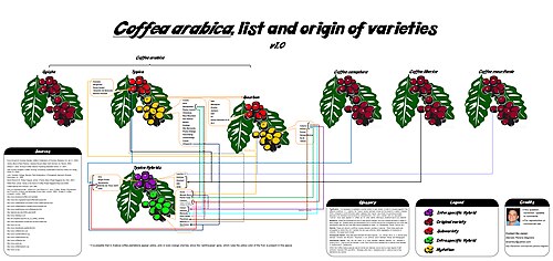 Liberian coffee: List and origin of arabica varieties