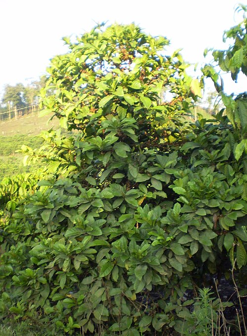 Liberian coffee: Tree of Coffea liberica in Lam Dong, Vietnam