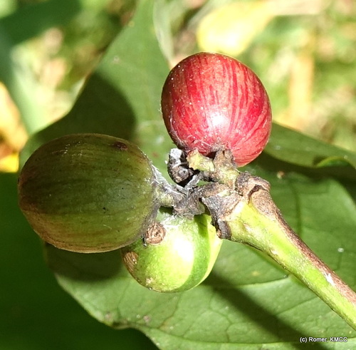 Liberian coffee (Coffea liberica)