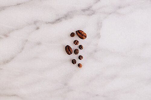 Liberian coffee: A visual comparison of the Racemosa Bean (coffea racemosa), Liberica Bean(coffea liberica) and Arabica Bean