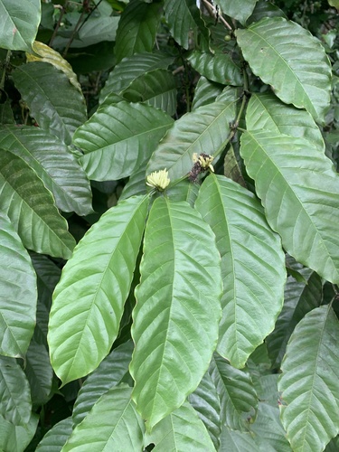 Liberian coffee (Coffea liberica)