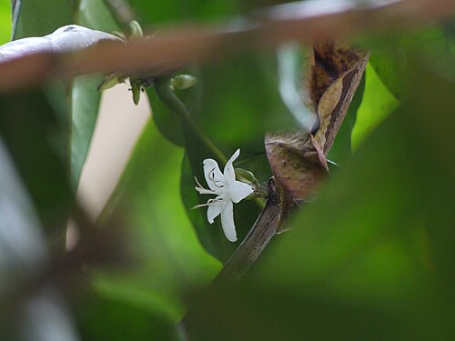 Liberian coffee: Rubiaceae (madder, bedstraw, or coffee family) » Coffea liberica KOFF-ee-uh -- from Turkish kahve , in turn from Arabic qahwa ly-BER-ee-kuh -- of or from Liberi
