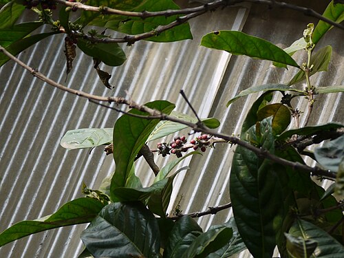 Liberian coffee: Rubiaceae (madder, bedstraw, or coffee family) » Coffea liberica KOFF-ee-uh -- from Turkish kahve , in turn from Arabic qahwa ly-BER-ee-kuh -- of or from Liberi