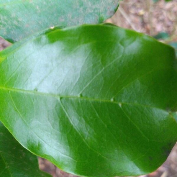 Coffea mauritiana (Coffea mauritiana)