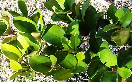 Coffea mauritiana: Coffea mauritiana - Cafe Marron - Mauritius