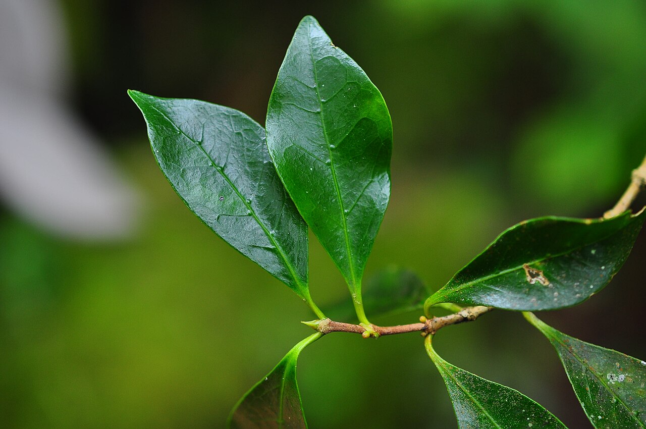 Coffea mauritiana: Coffea mauritiana (Café marron), détail des feuilles