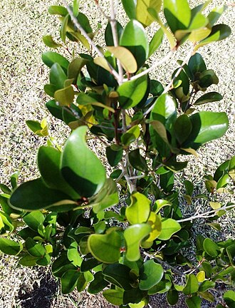 Coffea mauritiana: Coffea mauritiana - Cafe Marron - Mauritius