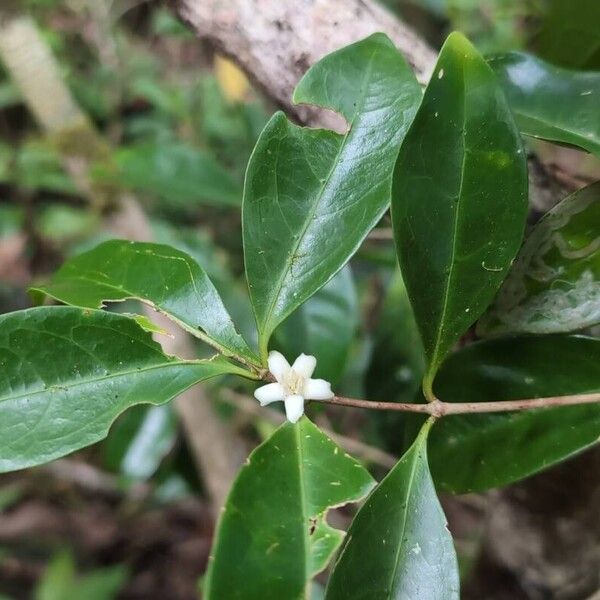 Coffea mauritiana (Coffea mauritiana)