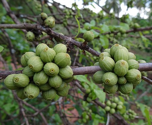 Mozambique wild coffee: Coffea racemosa, a small plantation in Chiure village, northern Mozambique
