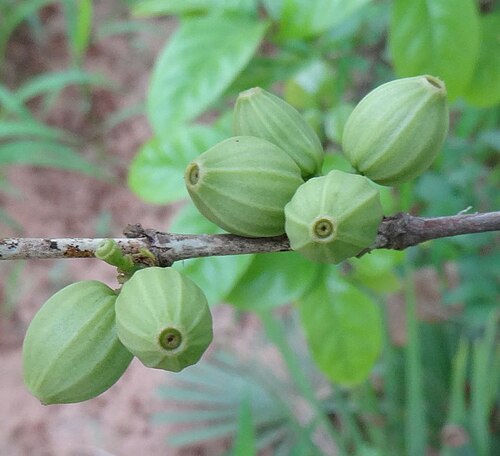 Mozambique wild coffee: Coffea racemosa, a small plantation in Chiure village, northern Mozambique
