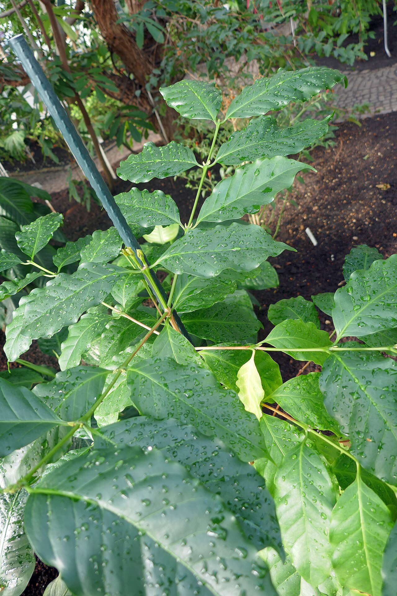 Coffea: Coffea stenophylla . Afrique tropicale de l'Ouest. Jardin botanique de Berlin.