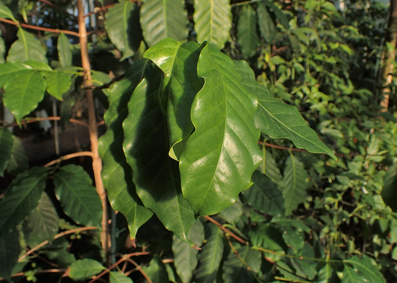 Coffea: Coffea stenophylla in the Botanischer Garten, Berlin-Dahlem