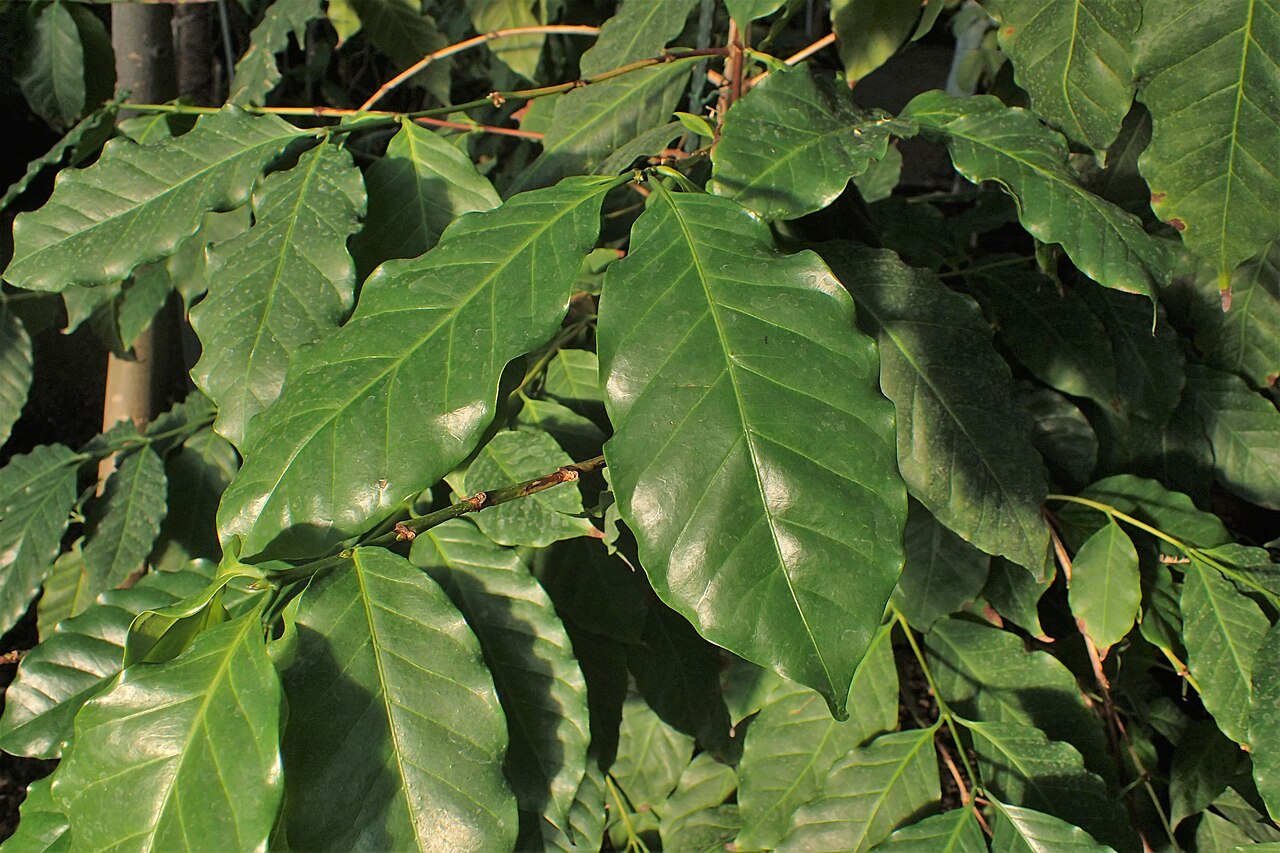 Coffea: Coffea stenophylla in the Botanischer Garten, Berlin-Dahlem